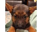 Adopt Kit Kat a German Shepherd Dog