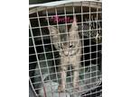 Adopt Britney a Domestic Short Hair