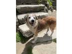 Adopt Pennie a Collie, Labrador Retriever