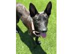 Adopt Hedwig a Shepherd, Mixed Breed