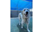 Adopt Margie Cool-Hwhip a Great Pyrenees, Mixed Breed