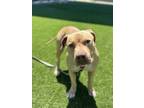 Adopt Ms. Fuzzy Wuzzy a Pit Bull Terrier, Mixed Breed