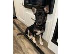 Adopt Sadie B a Shepherd, Terrier