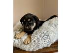 Adopt Poppy a Shepherd, Rottweiler