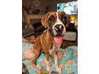 Adopt Nessa a Boxer