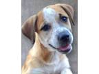 Adopt Roxie Rae a Mountain Cur, Australian Cattle Dog / Blue Heeler
