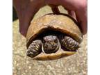 Adopt Roxie a Turtle
