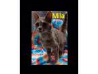 Adopt Mila@petsmart a Domestic Short Hair, Calico