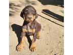 Doberman Pinscher Puppy for sale in Temecula, CA, USA