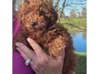 Poodle (Toy) Puppy for sale in London, KY, USA