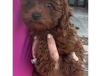 Poodle (Toy) Puppy for sale in London, KY, USA