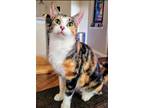 Adopt Reese Whiskerspoon a Domestic Short Hair, Calico