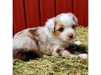 Miniature Australian Shepherd Puppy for sale in Russell, MN, USA