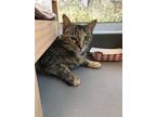 Adopt Peanut Butter a Domestic Short Hair