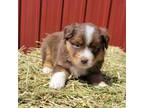 Cavapoo Puppy for sale in Russell, MN, USA