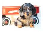 Dachshund Puppy for sale in Newberry, IN, USA