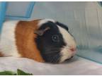 Adopt Buttercup a Guinea Pig