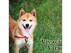 Vivacious Virsa