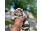 French Bulldog Puppy for sale in Laurelton, NY, USA