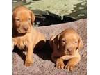Vizsla Puppy for sale in Worcester, NY, USA