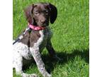 German Shorthaired Pointer Puppy for sale in Worcester, NY, USA