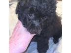 Poodle (Toy) Puppy for sale in Madisonville, TX, USA