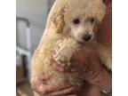 Poodle (Toy) Puppy for sale in Madisonville, TX, USA
