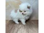 Pomeranian Puppy for sale in Victorville, CA, USA