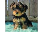 Yorkshire Terrier Puppy for sale in Camden, MI, USA
