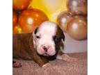 Olde Bulldog Puppy for sale in Exeter, MO, USA