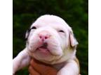 Olde Bulldog Puppy for sale in Exeter, MO, USA