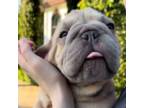 French Bulldog Puppy for sale in Southwest Ranches, FL, USA