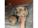 Yorkshire Terrier Puppy for sale in Fountain Inn, SC, USA