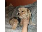 Yorkie female