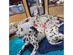 Dalmatian Puppy for sale in Albuquerque, NM, USA