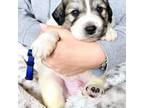 Great Pyrenees Puppy for sale in Antwerp, NY, USA