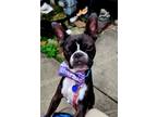 Adopt Lilly Beth a Boston Terrier