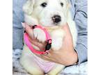 Great Pyrenees Puppy for sale in Antwerp, NY, USA