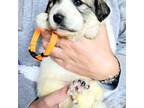 Great Pyrenees Puppy for sale in Antwerp, NY, USA
