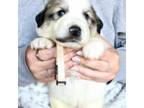 Great Pyrenees Puppy for sale in Antwerp, NY, USA