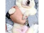 Great Pyrenees Puppy for sale in Antwerp, NY, USA