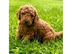 Mutt Puppy for sale in Groveland, IL, USA