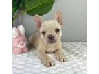 French Bulldog Puppy for sale in Indianapolis, IN, USA