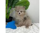 Pomeranian Puppy for sale in Indianapolis, IN, USA