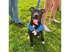 Adopt Aphrodite a Black Labrador Retriever, Pit Bull Terrier