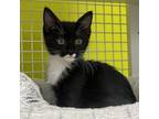 Adopt Martina a Domestic Short Hair