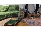 Adopt Juliet a Domestic Short Hair, Tabby