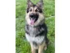 Adopt Sandy a German Shepherd Dog