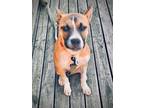 Adopt Gretchen a Boxer, Mixed Breed