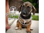 Adopt President Barbie a Dachshund, Beagle